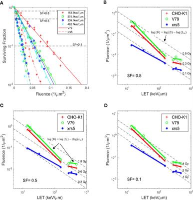 Biological Effectiveness of Ion Beam for In Vitro Cell Irradiations